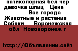 патиколорная бел/чер девочка шпиц › Цена ­ 15 000 - Все города Животные и растения » Собаки   . Воронежская обл.,Нововоронеж г.